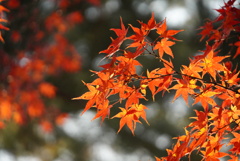 紅葉