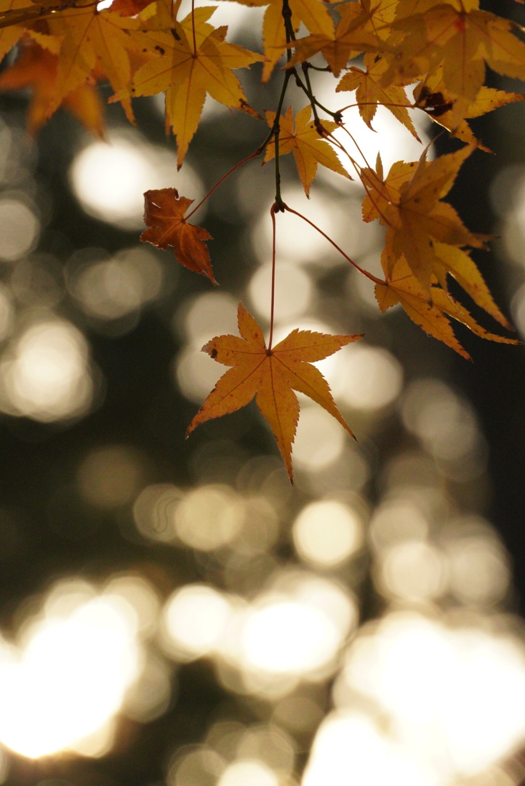 紅葉