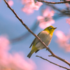 桜とメジロ