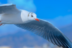 カモメ