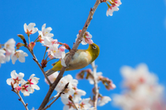 メジロと桜