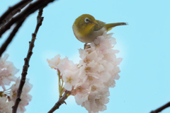 メジロ
