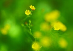 小さな花の物語