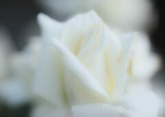 蕩ける時Ⅱ