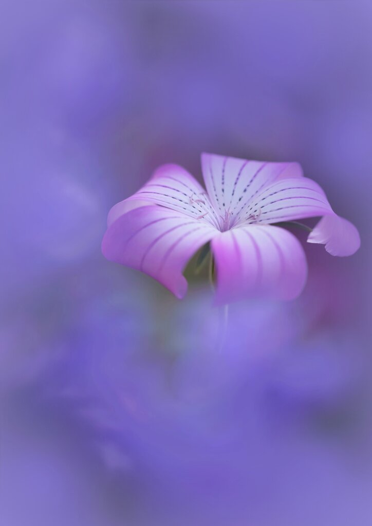 夢の中