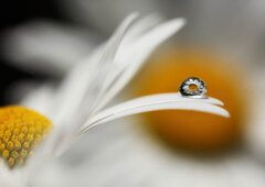 もう一つの花