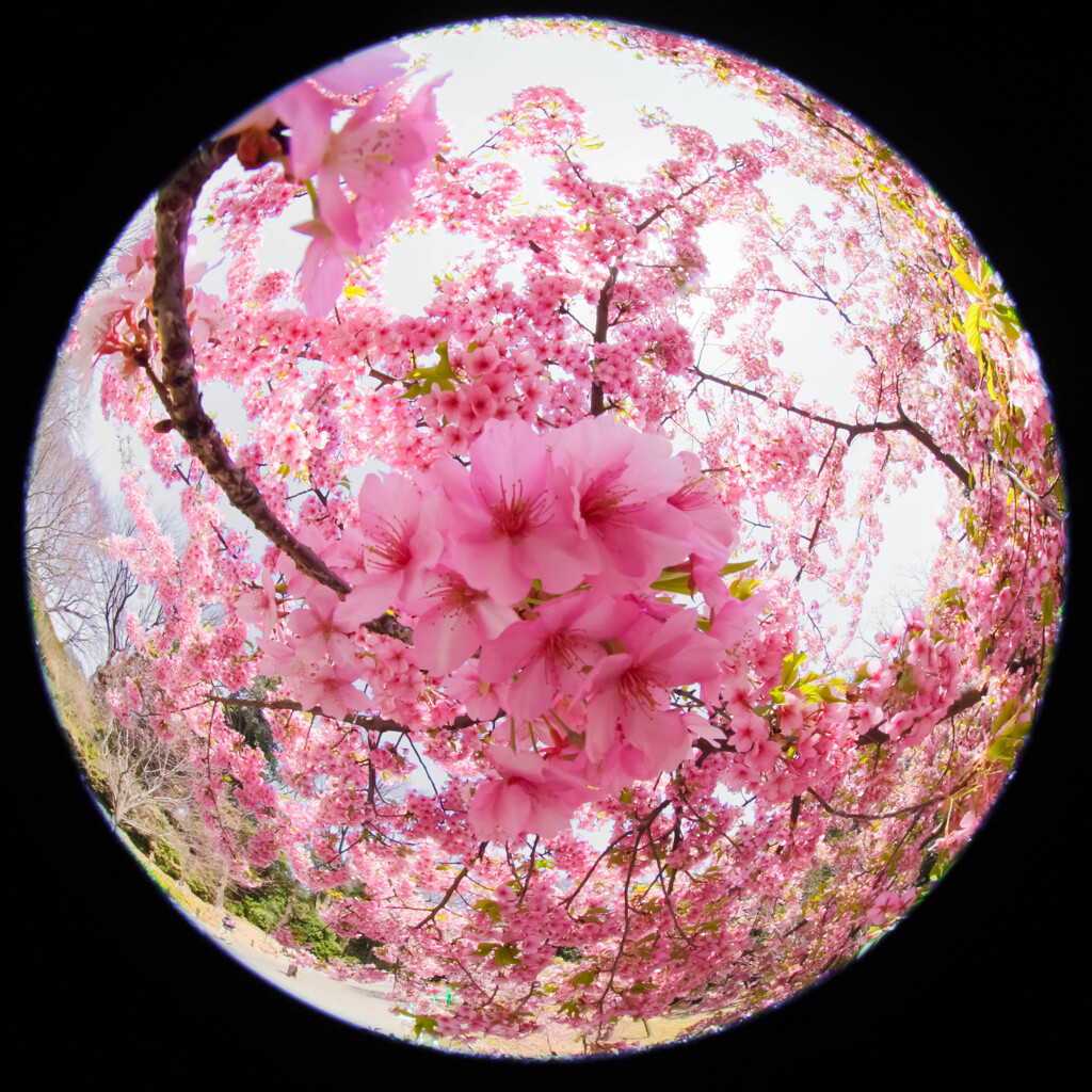春爛漫
