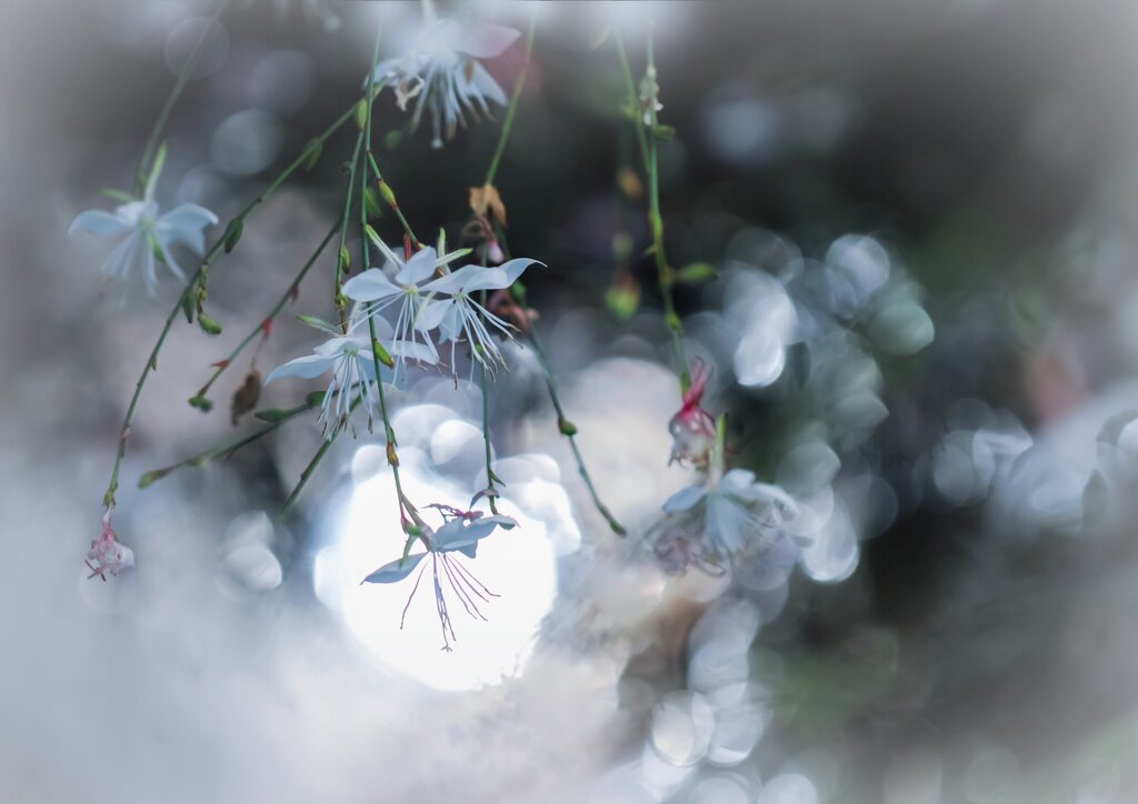 美しい花