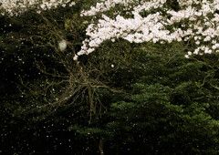 花吹雪