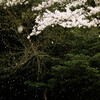 花吹雪