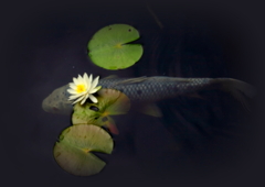 アクセサリー