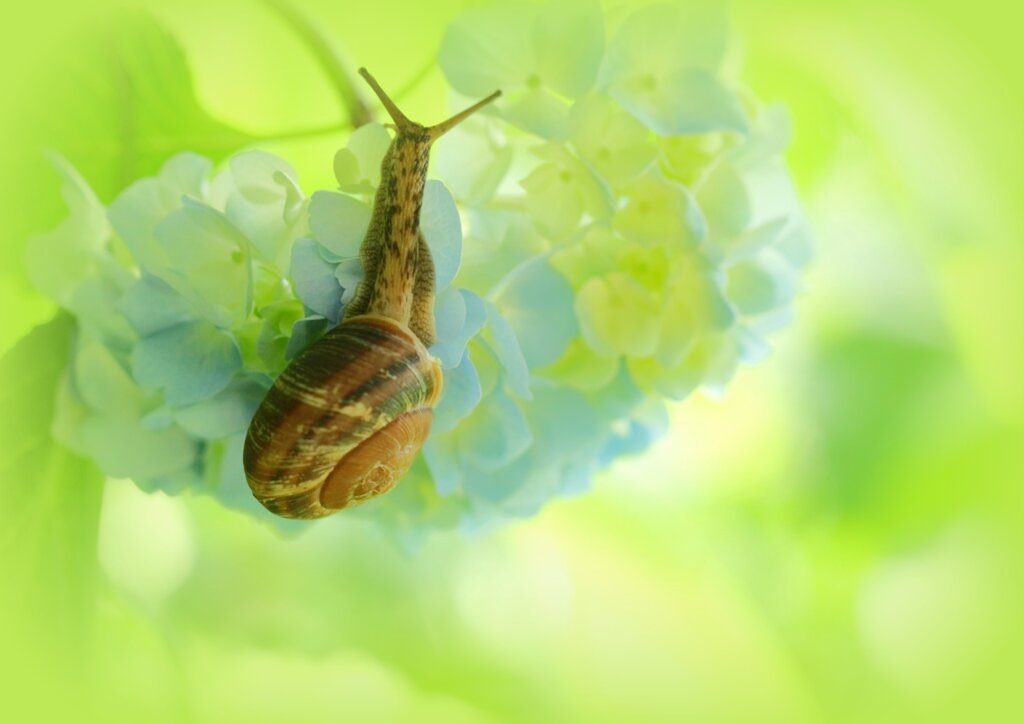 梅雨物語