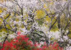 桜満開屏風図