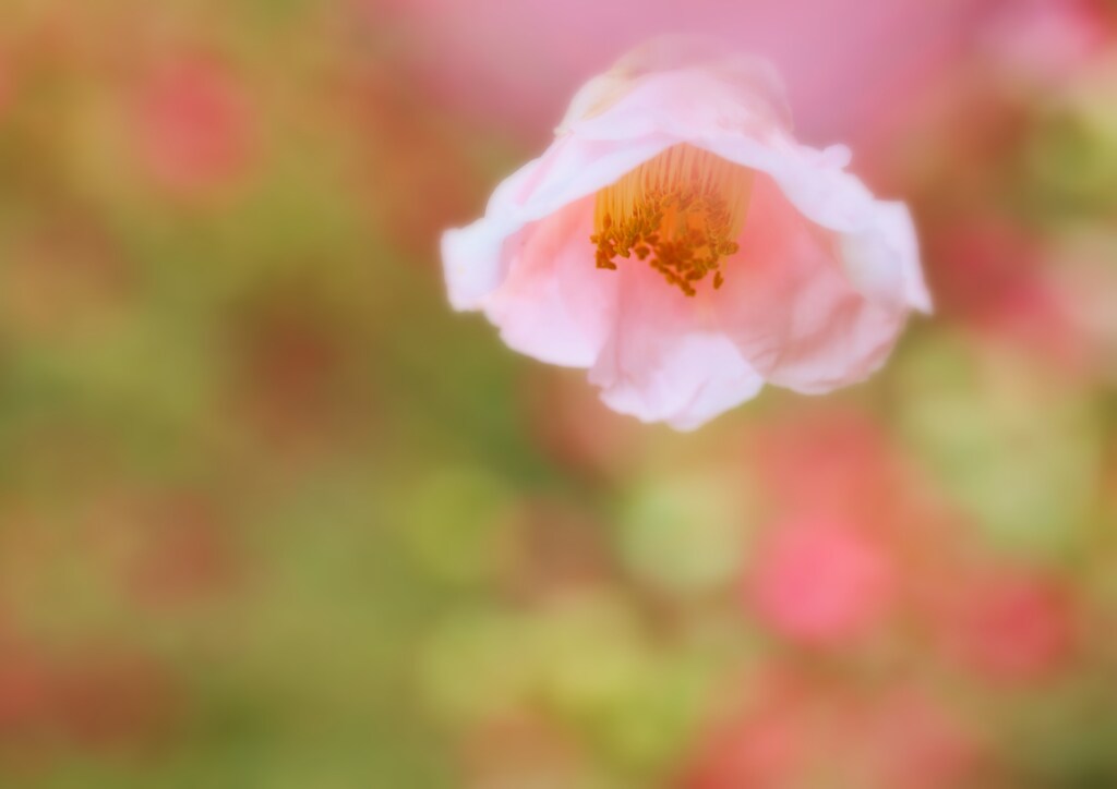夢想花