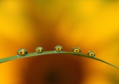 beautiful drops