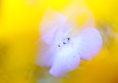 幻想花