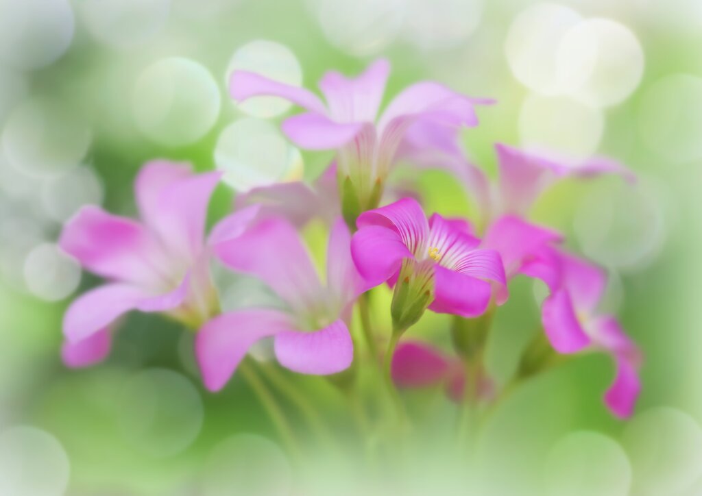 美・サイレント