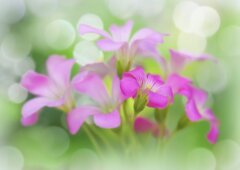 美・サイレント