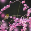 梅は咲い～た～か♬