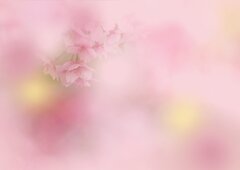 おぼろ桜