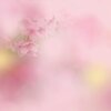 おぼろ桜