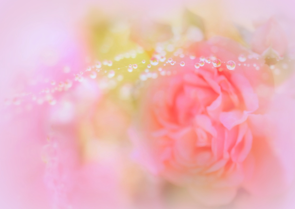 薔薇の涙