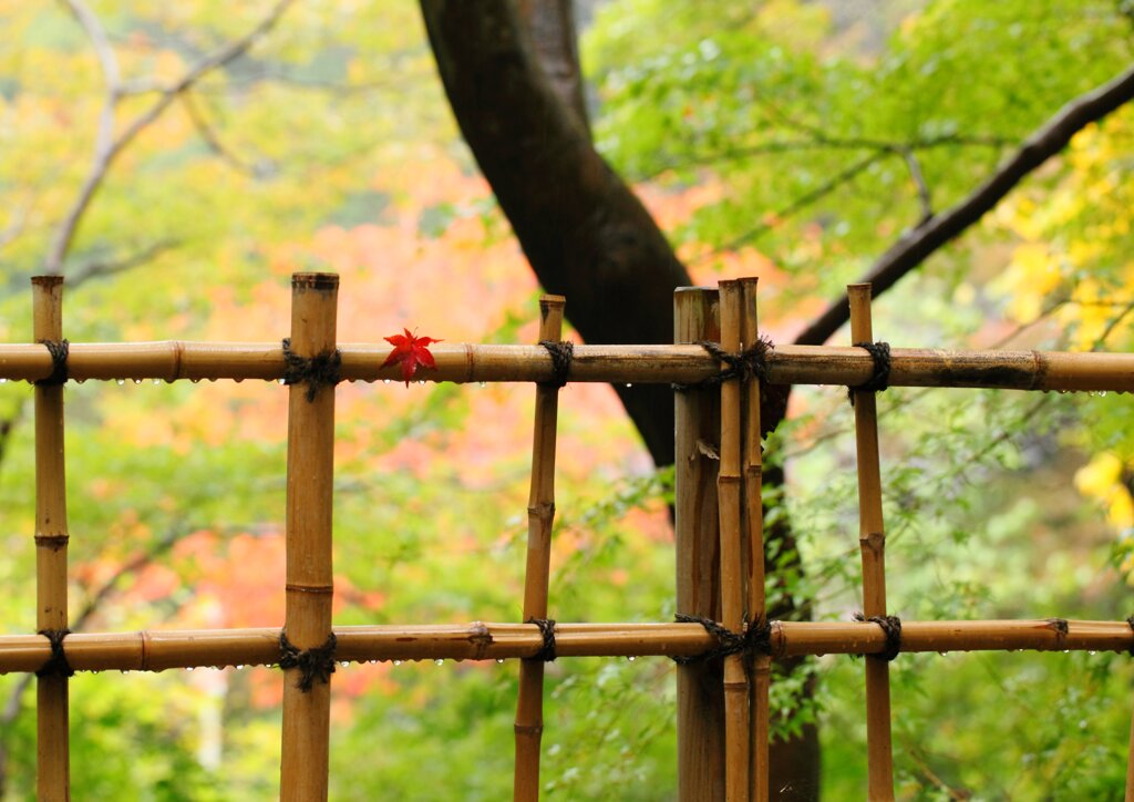 秋雨