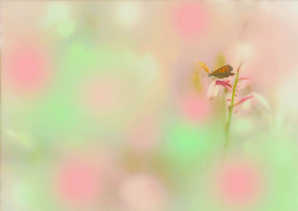 Beautiful world