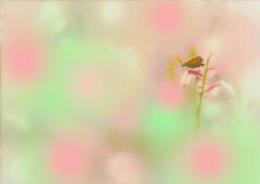 Beautiful world