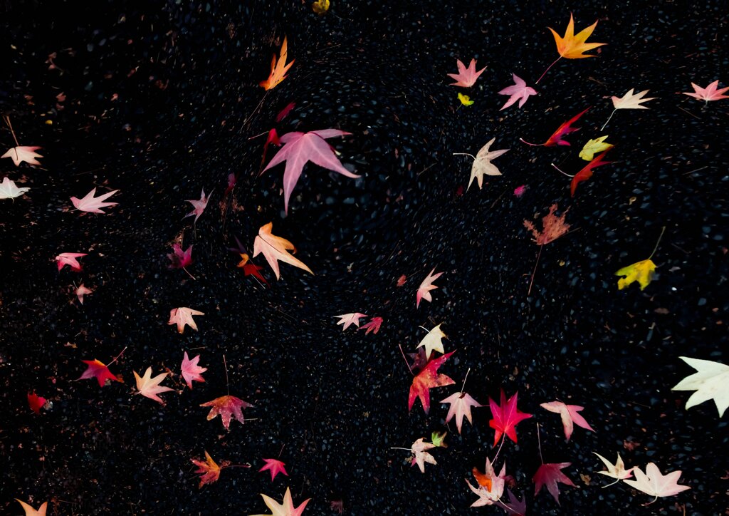 晩秋の舞い