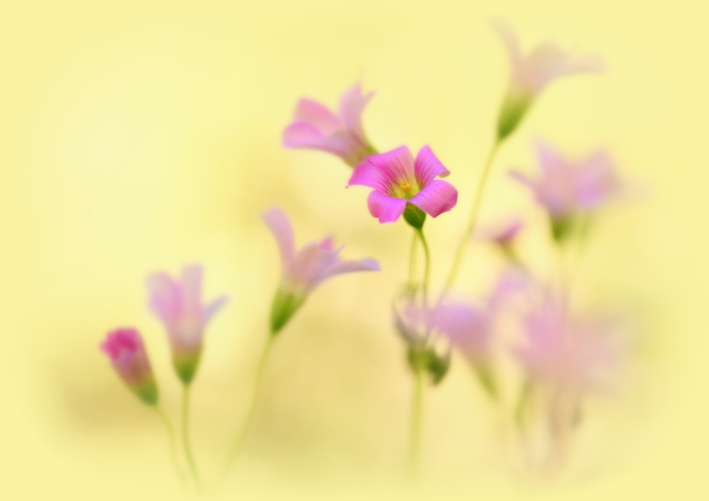 小さな花の物語