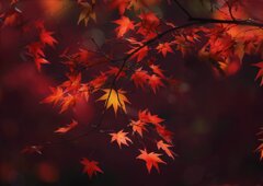 美しい紅葉