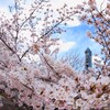 春爛漫