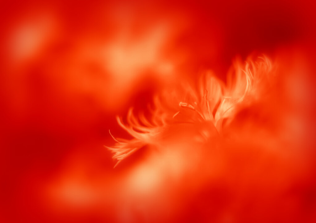炎の花