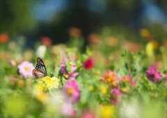 花の園