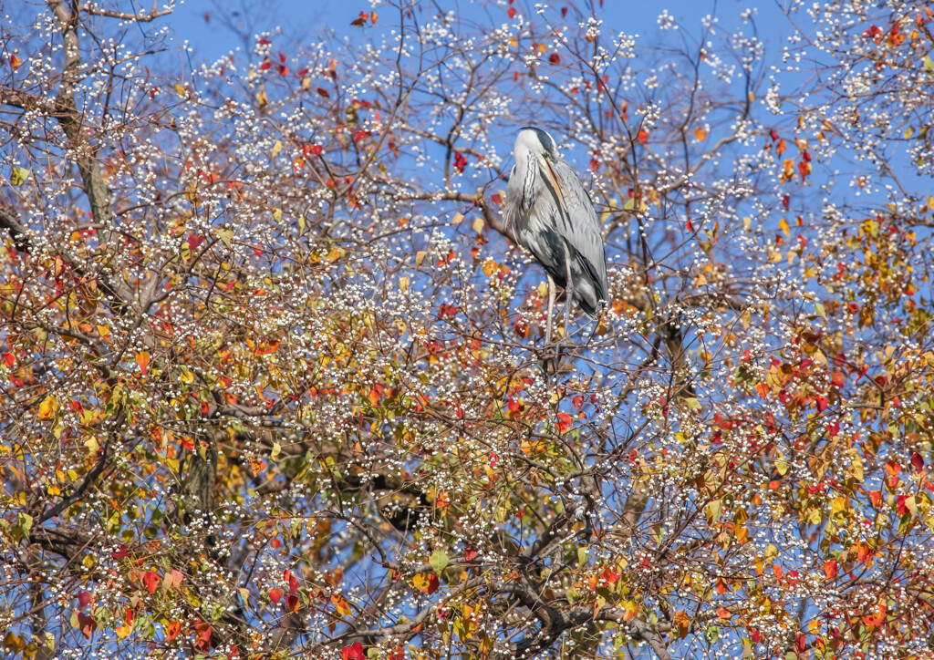 アオサギの秋