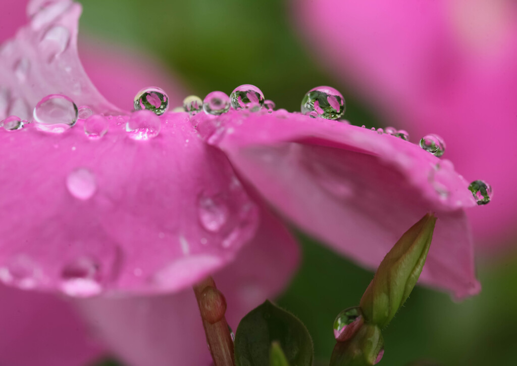 雨上がりの情景