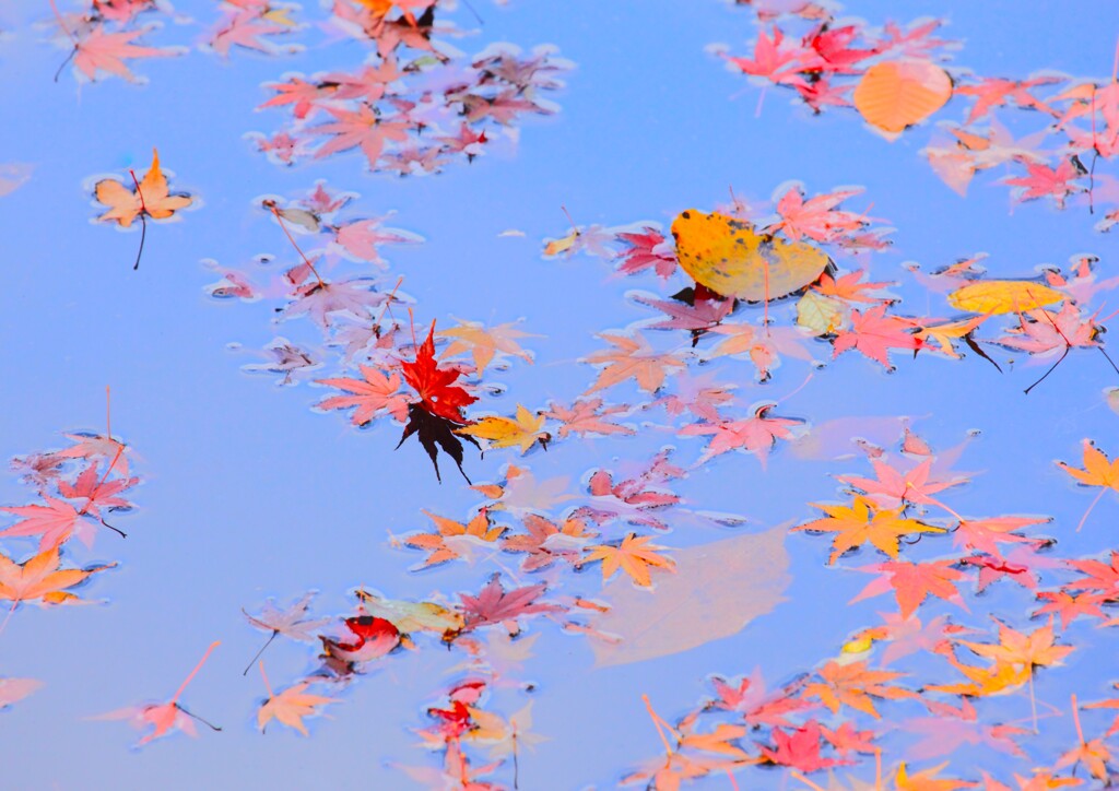 アートな気分（紅葉編）