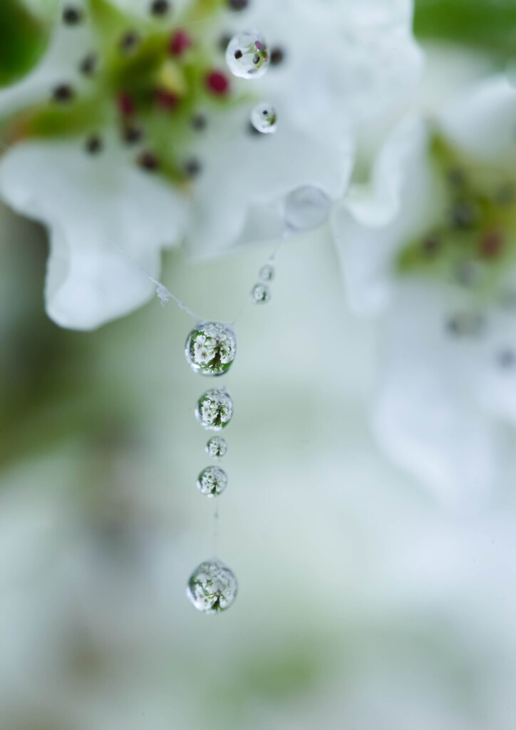 Beautiful drops