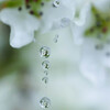 Beautiful drops