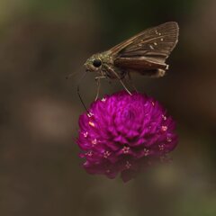甘い蜜はいかが？