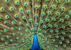 神の鳥