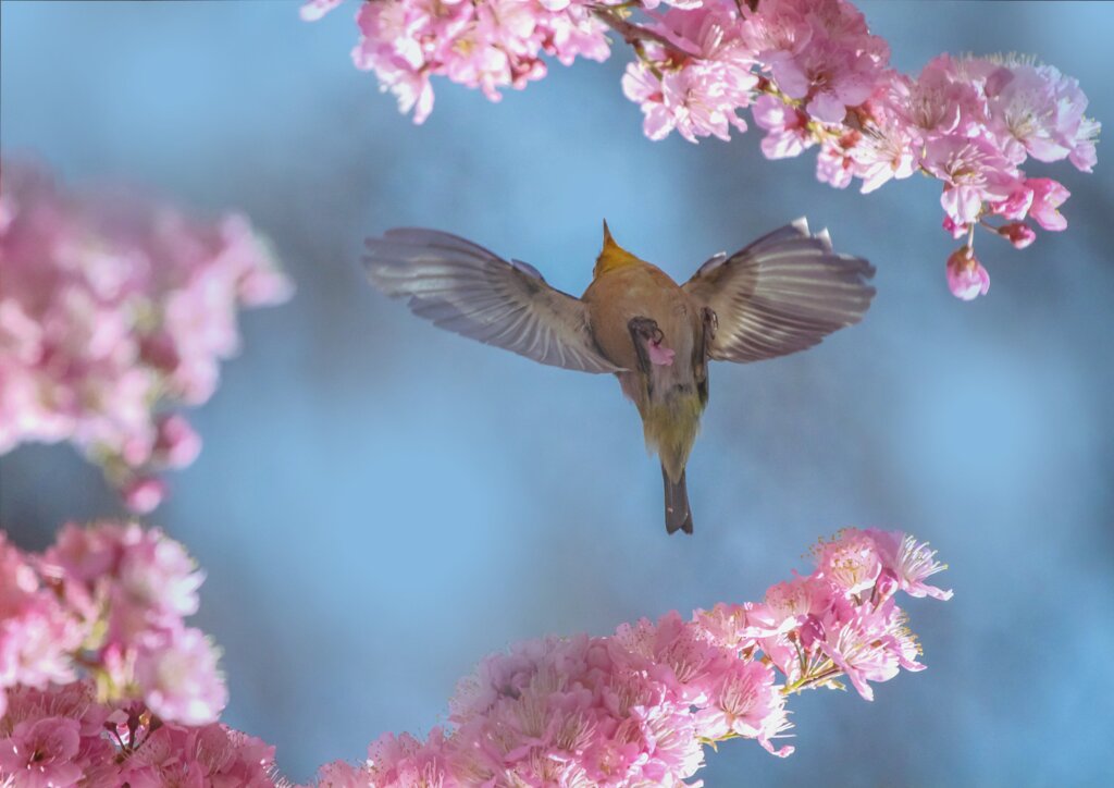 花弁ゲット！