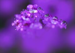 霧雨の贈り物