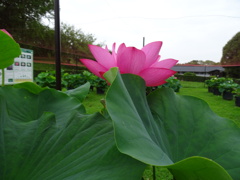20240627花20