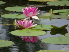 20240720花4