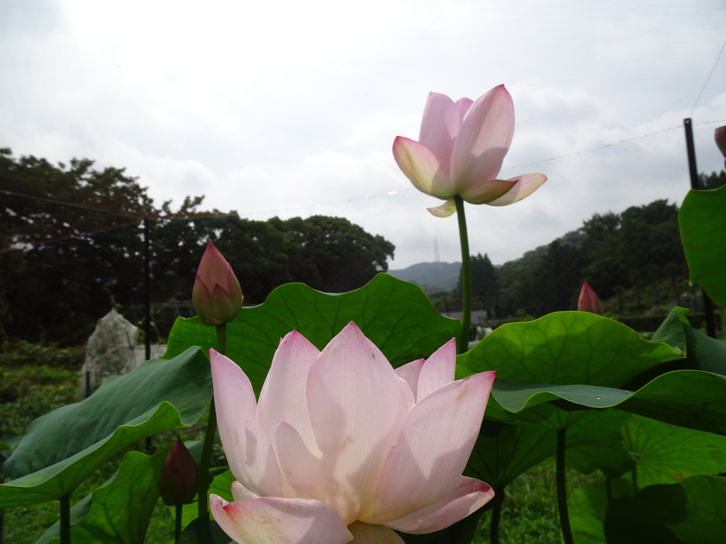 20240703花6