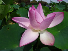 20240718花6