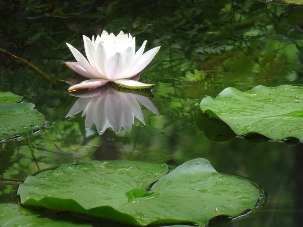 20240616花11