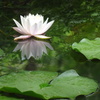 20240616花11